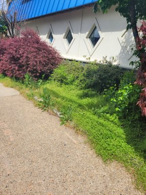 before and after photos - this project needed all weeds removed, remove all old mulch and add some more new mulch and trim all bushes.