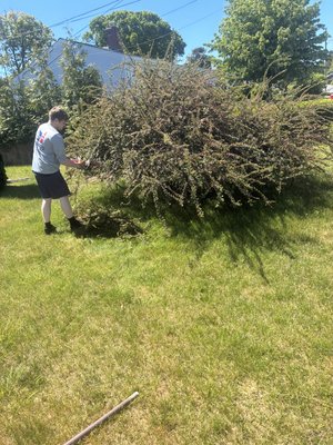PROPERTY MAINTENANCE - 🌿 Overgrown Bushes Taking Over Your Property?
Our property maintenance services help restore your outdoor space by removing unwanted bushes and roots, trimming large overgrown shrubs, and cleaning up the surrounding area.
✅ Full bush removal
✅ Root extraction
✅ Large shrub trimming & shaping
✅ Yard debris cleanup
✅ Improved curb appeal
Keep your property looking its best with professional seasonal maintenance from Cape Cod Services LLC. PROPERTY MAINTENANCE - 🌿 Overgrown Bushes Taking Over Your Property?
Our property maintenance services help restore your outdoor space by removing unwanted bushes and roots, trimming large overgrown shrubs, and cleaning up the surrounding area.
✅ Full bush removal
✅ Root extraction
✅ Large shrub trimming & shaping
✅ Yard debris cleanup
✅ Improved curb appeal
Keep your property looking its best with professional seasonal maintenance from Cape Cod Services LLC.