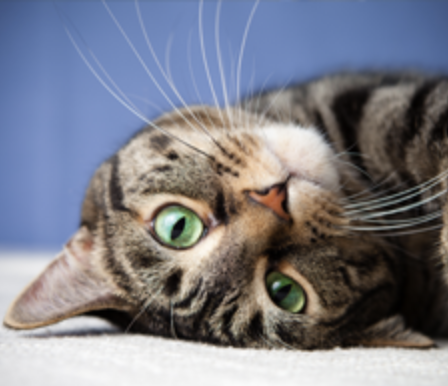 Kitty Care: - Cats love our service! Multi cat discount. Our visit runs about 30 minutes depending on the kitty and number of cats. Our visits are a minimum of one visit a day. Pet Nanny saves you precious time & hassle for your cats as there are no car rides, unfamiliar cats, caged environments or strange smells to be exposed to and flees to bring home. Cats like sleeping in their own beds and hanging out at home. Kitty Care: - Cats love our service! Multi cat discount. Our visit runs about 30 minutes depending on the kitty and number of cats. Our visits are a minimum of one visit a day. Pet Nanny saves you precious time & hassle for your cats as there are no car rides, unfamiliar cats, caged environments or strange smells to be exposed to and flees to bring home. Cats like sleeping in their own beds and hanging out at home.