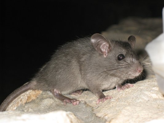 Rodent Removal Service - Hearing Scratching noises in the attic? droppings seen in the crawlspace? You may be dealing with Rodents. Call or text us today to schedule your free pest consultation. With our Rodent removal service we can eliminate Rodents from your home or business. Keeping your family, pets, home or business safe from these disease carrying pests. Rodent Removal Service - Hearing Scratching noises in the attic? droppings seen in the crawlspace? You may be dealing with Rodents. Call or text us today to schedule your free pest consultation. With our Rodent removal service we can eliminate Rodents from your home or business. Keeping your family, pets, home or business safe from these disease carrying pests.