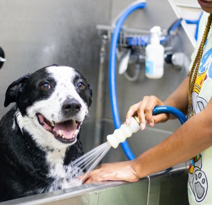 Pet Care Memberships Available - Welcome to Wishbone Pet Care's Membership, where it's all about joining a family of pet parents who truly get what it means to have a pet as part of your life. We intentionally keep our community tight-knit, focusing on creating a warm, welcoming space where every pet and owner feels truly appreciated and connected. It's not just the exceptional care we provide; it's about the bonds we form, the stories we share, and our collective commitment to ensuring the best life for our pets. With us, you gain peace of mind and a circle of friends who are as passionate about your pet's well-being as you are. Welcome aboard—we're thrilled to have you and your pet as part of our community!