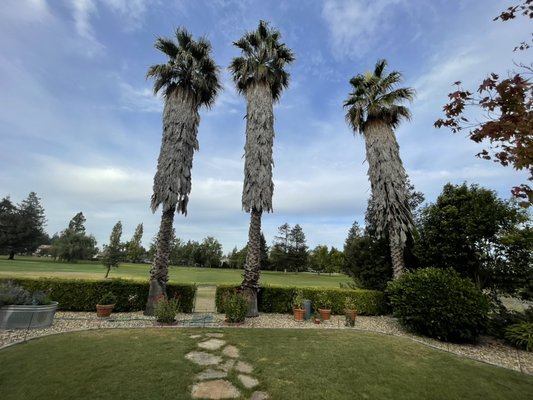 Palm tree pruning dead frown removal , and 1 palm tree removal furthers to the right side - Palm tree cleaning and 1 palm tree removal furthest to the right side Palm tree pruning dead frown removal , and 1 palm tree removal furthers to the right side - Palm tree cleaning and 1 palm tree removal furthest to the right side