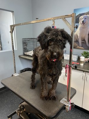 Little makeover - Jojo is a shelter dog, and her new parents very fond of her, trying their best to keep her at home. However, the outcome wasn't as they had hoped, so they reached out to me for assistance.
During the grooming session, Jojo was an absolute sweetheart. She left with a treat and a cute bow, looking and feeling her best! Little makeover - Jojo is a shelter dog, and her new parents very fond of her, trying their best to keep her at home. However, the outcome wasn't as they had hoped, so they reached out to me for assistance.
During the grooming session, Jojo was an absolute sweetheart. She left with a treat and a cute bow, looking and feeling her best!