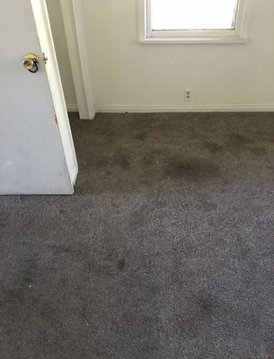 Heavy Stainage - We take immense pride in restoring your carpets. As seen in with the pictures below, we can get your nasty stained carpets looking like brand new again.