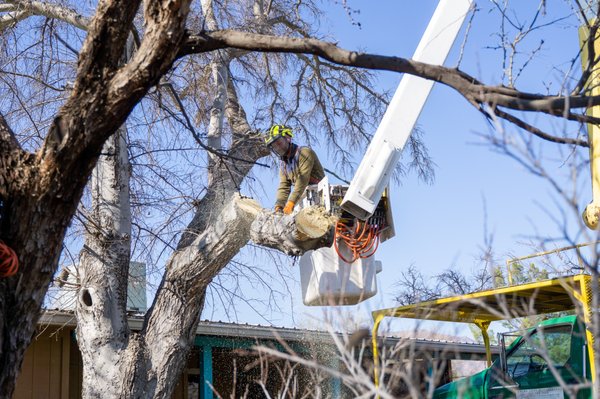 Tree Removal - Speak with our professionals today to set up tree removal and stump grinding services in the Mesa area!
