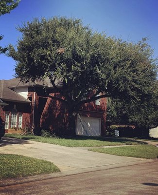 Tree Lift - Tree Thinning & Lift