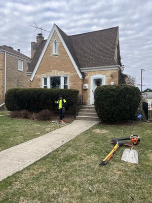 Removal of bushes - Arrived prepared and ready to remove bushes with stump. Removal of bushes - Arrived prepared and ready to remove bushes with stump.