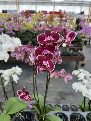 Orchid plants and cut stems for arrangements - Orchids of plenty! Adds so much beauty to any wedding , birthday or celebration of life! Send as a long time gift as a wonderful alternative to cut flowers! Orchid plants and cut stems for arrangements - Orchids of plenty! Adds so much beauty to any wedding , birthday or celebration of life! Send as a long time gift as a wonderful alternative to cut flowers!