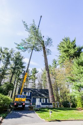 Hazardous tree removal - We removed over a dozen pine trees around the house. Hazardous tree removal - We removed over a dozen pine trees around the house.