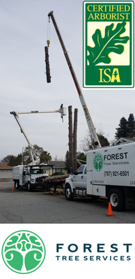 Large cedar tree removal, Santa Rosa - Forest Tree Services Inc. carefully removed a Large Cedar Tree in Santa Rosa. With precision work with the Crane and Bucket Truck, the crew flawless took out the tree piece by piece. Even though tree was too close to the house, no damage was done. After grinding the stump, it was as if the tree was never there.