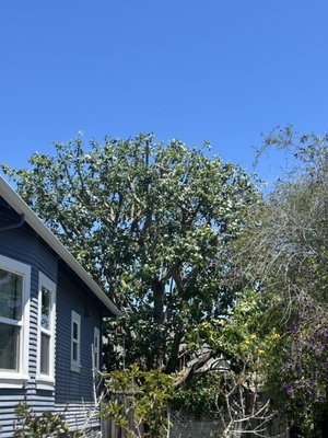Pruned a avocado that was very old and over grown, - We pruned a very large old avocado, crown reduction/ shaping Pruned a avocado that was very old and over grown, - We pruned a very large old avocado, crown reduction/ shaping