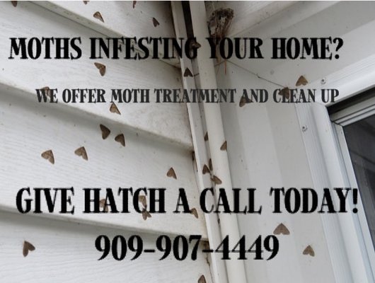 Moths - Are moths driving you insane?! They have been crazy this year! But don't panic! Hatch is here to help! Give our office a call today to set up your treatment. 909-907-4449 Moths - Are moths driving you insane?! They have been crazy this year! But don't panic! Hatch is here to help! Give our office a call today to set up your treatment. 909-907-4449