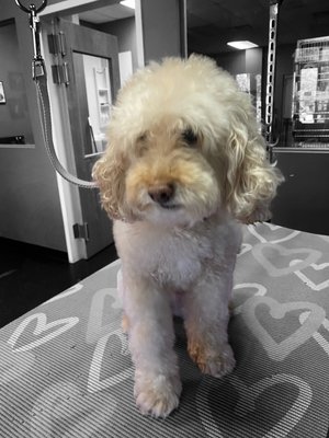 Little fellow - His parents are really attached to him and they take good care of his coat, so it happened very quickly. Little fellow - His parents are really attached to him and they take good care of his coat, so it happened very quickly.