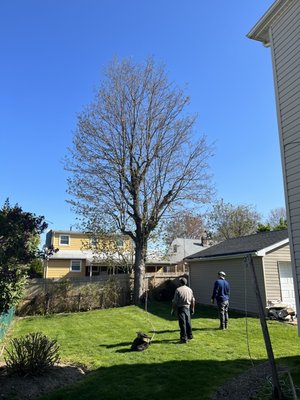 Glen Cove, New York - Maple tree growing in the wrong place Glen Cove, New York - Maple tree growing in the wrong place