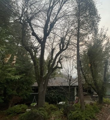 Tree Trimming - Our project in Jackson, ca with a multiple tree removal and trimming of Pillard Oak.
Our local tree service specializes in fire abatement, hazard tree falling, tree removals, land clearing, tree trimming, stump grinding, and precision pruning.
We are a family-owned business in Somerset, CA servicing El Dorado & Amador County. Tree Trimming - Our project in Jackson, ca with a multiple tree removal and trimming of Pillard Oak.
Our local tree service specializes in fire abatement, hazard tree falling, tree removals, land clearing, tree trimming, stump grinding, and precision pruning.
We are a family-owned business in Somerset, CA servicing El Dorado & Amador County.