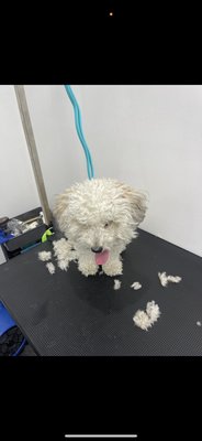 Dog groomings - Scruffy before after getting our spa and groom treatment 🐶🐕🦮🐩🐕🦺🐾🦴 Dog groomings - Scruffy before after getting our spa and groom treatment 🐶🐕🦮🐩🐕🦺🐾🦴
