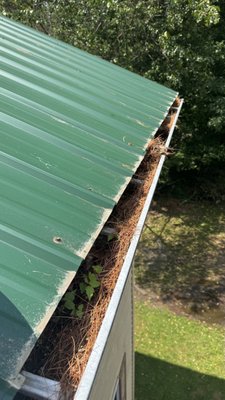 Gutter cleaning and maintenance - This job was completed on a dual family house with 30ft gutters from ground. Gutters and downspouts were completely clogged. Removed all debris and ran water though all downspouts for proper flow. Installed gutter guards to avoid the buildup as they live in a very woodsy area Gutter cleaning and maintenance - This job was completed on a dual family house with 30ft gutters from ground. Gutters and downspouts were completely clogged. Removed all debris and ran water though all downspouts for proper flow. Installed gutter guards to avoid the buildup as they live in a very woodsy area