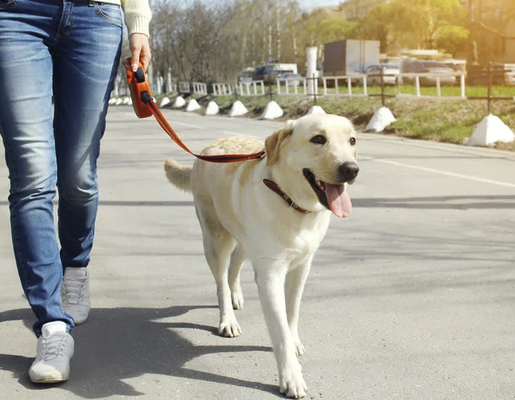 Reliable Dog Walking Services - Dog walking: $25 / 30 mins.
Keep your dog happy, healthy, and well-exercised with Lana Pet Care’s reliable dog walking services. Whether you have a busy schedule or need an extra hand, we’re here to ensure your dog gets the daily exercise and attention they need. Our walks are more than just a stroll around the block—we engage with your dog, providing playtime and social interaction to keep them stimulated and content. We tailor our dog walking services to meet the specific needs of your pet, ensuring they get the right amount of exercise and care, rain or shine. With Lana Pet Care, your dog is in loving and professional hands, so you can focus on your day without worrying about your furry friend.
Want to make sure your dog gets the exercise and care they deserve? Contact Lana Pet Care today to book our dog walking services. Let us keep your dog active, happy, and healthy! Call/text (408) 483-7129 today for your dog walking needs! Reliable Dog Walking Services - Dog walking: $25 / 30 mins.
Keep your dog happy, healthy, and well-exercised with Lana Pet Care’s reliable dog walking services. Whether you have a busy schedule or need an extra hand, we’re here to ensure your dog gets the daily exercise and attention they need. Our walks are more than just a stroll around the block—we engage with your dog, providing playtime and social interaction to keep them stimulated and content. We tailor our dog walking services to meet the specific needs of your pet, ensuring they get the right amount of exercise and care, rain or shine. With Lana Pet Care, your dog is in loving and professional hands, so you can focus on your day without worrying about your furry friend.
Want to make sure your dog gets the exercise and care they deserve? Contact Lana Pet Care today to book our dog walking services. Let us keep your dog active, happy, and healthy! Call/text (408) 483-7129 today for your dog walking needs!