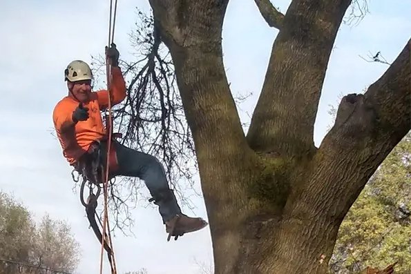 Tree Removal - An old, diseased tree can become home for rot and pests and could cause damage should a weakening limb finally detach and land on your home. Above It All Tree Care is here to help you with any tree removal services needed. Our expertise revolves around emergency tree removal, tree trimming, and more. For more information about our services and which one might be best for you, please contact us at Above It All Tree Care today.