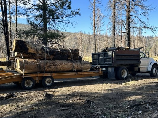 Land clearing/earth moving - Tree and brush removal giant log removal