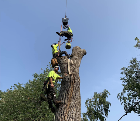 Schedule emergency tree removal services - Count on us for emergency tree removal services in Maplewood & White Bear Lake, MN
Is a tree in your yard about to fall? If it does, it could cause serious damage to your property. Luckily, Peach Tree Care provides emergency tree removal services in and around Maplewood & White Bear Lake, MN. We'll get rid of your problem tree quickly and safely, so you can rest easy knowing that it won't fall and hurt someone.
Don't risk causing an injury to a neighbor or family member. Get in touch with us now to schedule emergency tree removal services. Schedule emergency tree removal services - Count on us for emergency tree removal services in Maplewood & White Bear Lake, MN
Is a tree in your yard about to fall? If it does, it could cause serious damage to your property. Luckily, Peach Tree Care provides emergency tree removal services in and around Maplewood & White Bear Lake, MN. We'll get rid of your problem tree quickly and safely, so you can rest easy knowing that it won't fall and hurt someone.
Don't risk causing an injury to a neighbor or family member. Get in touch with us now to schedule emergency tree removal services.