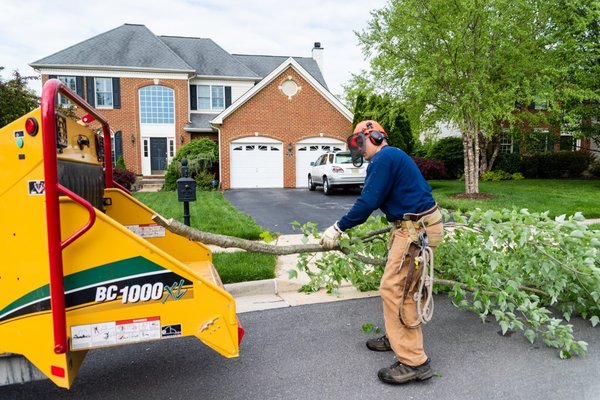 Tree Removal - Always look for a reputable company for tree removals. If in doubt, require proof of insurance in the form of a certificate, issued by the contractor’s insurance company, and ensure that it has your name on it Tree Removal - Always look for a reputable company for tree removals. If in doubt, require proof of insurance in the form of a certificate, issued by the contractor’s insurance company, and ensure that it has your name on it