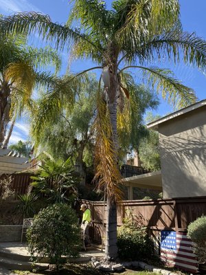 Palm tree clean up in corona - Palm tree clean up in corona, we took there palms to looking messy to nice and clean Palm tree clean up in corona - Palm tree clean up in corona, we took there palms to looking messy to nice and clean