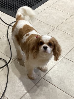 Molly and lulu after grooming - Two sweet cavaliers after grooming