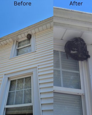 Wasp & Hornet Removal - Inspection and treatments for wasps and hornets in the spring and summer months when they are most active