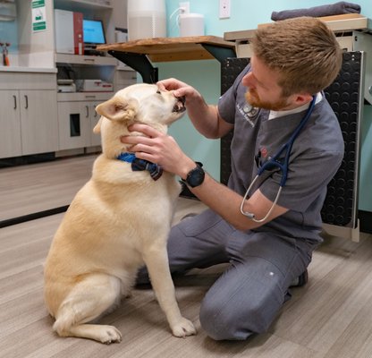 Dental Care + Dental Surgery for pets - Just like a human’s quality of life would likely suffer without regular teeth brushing, teeth cleanings, and regular check-ups, a pet’s quality of life would likely suffer, too. And because, of course, cats and dogs cannot clean their own teeth, it’s even more important for pet parents to recognize the need for regular pet dental care. You can expect to book a pre-operative appointment, and then a surgery day with cleanings and possible extractions.