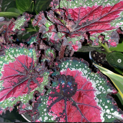 Unique Flowers/Plants - Give us a call today.... Unique Flowers/Plants - Give us a call today....