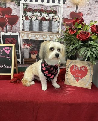 My Dogs Spaw pups - Our team is experienced and trained to work on all variety of dog breeds.We offer many services such as full groom packages, B&B packages, deshedding packages and much more!