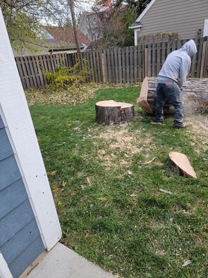 Birmingham - we removed a tree next to a shed it took us 3 hours one hour to load the wood we have to come back and do the Stomp Birmingham - we removed a tree next to a shed it took us 3 hours one hour to load the wood we have to come back and do the Stomp