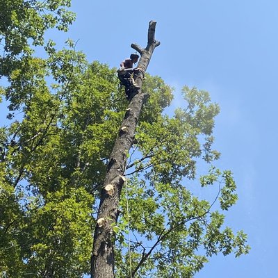 Removal of dangerous trees near houses - We did this work with great care, always trying to give the best. Removal of dangerous trees near houses - We did this work with great care, always trying to give the best.