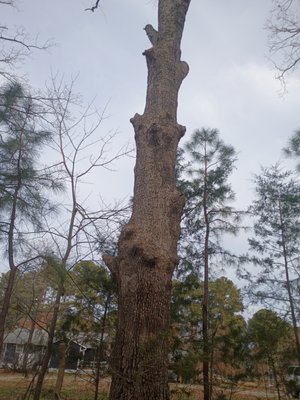 Tree Trimming Service - Tree Branch trimming completed for a very satisfied client!