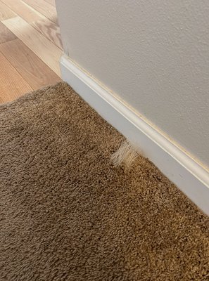 Repair Canby - Furbaby life! 🙌💕🙌
Canby Oregon and we got this babe out of the dog house💕
Carpet Carpet Cleaning and Repair and it was just like new! 
Call us today 503-348-2146
BOOK ONLINE!