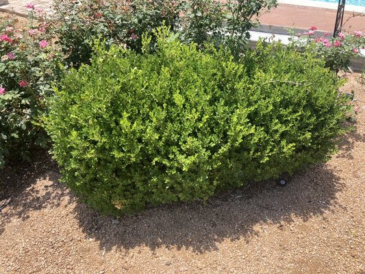 Hedge Trimming #1 - The customer had some hedges that started to grow too large over a stone fountain setting. We trimmed them to their preferred box shape and improved the look of their backyard oasis. Contact us if you need any hedge trimming services. Hedge Trimming #1 - The customer had some hedges that started to grow too large over a stone fountain setting. We trimmed them to their preferred box shape and improved the look of their backyard oasis. Contact us if you need any hedge trimming services.