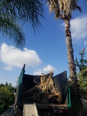 Skin Cleaning of Mexican Palm - Mexican palms are often very messy. The standard trim usually only involves removing the leaf end of the fronds, not the end that hold onto the trunk(the "bark")