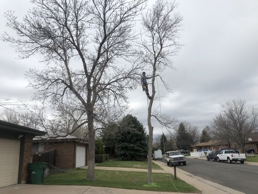 Small removal, and a Full prune - A Good example of how detailed we are with trimming, if that’s your preference. If not we can always do your trees the way you prefer them. Small removal, and a Full prune - A Good example of how detailed we are with trimming, if that’s your preference. If not we can always do your trees the way you prefer them.