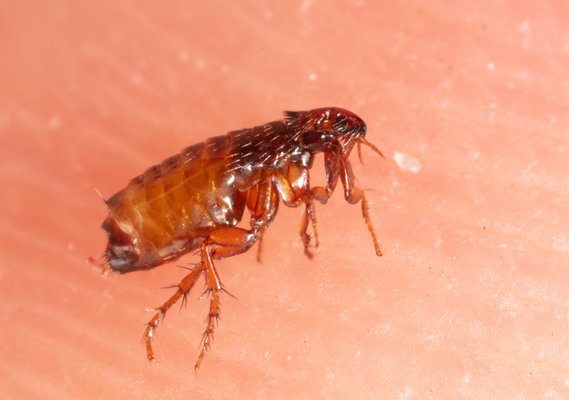 Flea Control - At Simple Pest, we customize every flea control plan to fit your property, your family, and the way you live. Fleas are more than just a nuisance. They reproduce rapidly, bite humans and pets, and can transmit disease if left untreated. In California, the Cat Flea is by far the most common species encountered, though Dog Fleas and Human Fleas are also found throughout the region. Our proactive, thorough approach targets fleas at every life cycle stage, giving homeowners and businesses the peace of mind they deserve.
We offer both eco-friendly organic and synthetic treatment options, so you can choose the solution that aligns with your values and your needs. Every service is built around our Tri-Zone™ Defense, a three-layer protective strategy that works from the outside in. We start at your fence line, move through your yard, and finish at the foundation of your property, treating harborage areas, entry points, and activity zones at every level to eliminate fleas inside and out.
At Simple Pest, we stand behind every service with our pest free guarantee. If fleas return between visits, we come back and continue working until the problem is fully resolved. That is the Simple Standard and the commitment we make to every customer we serve. Flea Control - At Simple Pest, we customize every flea control plan to fit your property, your family, and the way you live. Fleas are more than just a nuisance. They reproduce rapidly, bite humans and pets, and can transmit disease if left untreated. In California, the Cat Flea is by far the most common species encountered, though Dog Fleas and Human Fleas are also found throughout the region. Our proactive, thorough approach targets fleas at every life cycle stage, giving homeowners and businesses the peace of mind they deserve.
We offer both eco-friendly organic and synthetic treatment options, so you can choose the solution that aligns with your values and your needs. Every service is built around our Tri-Zone™ Defense, a three-layer protective strategy that works from the outside in. We start at your fence line, move through your yard, and finish at the foundation of your property, treating harborage areas, entry points, and activity zones at every level to eliminate fleas inside and out.
At Simple Pest, we stand behind every service with our pest free guarantee. If fleas return between visits, we come back and continue working until the problem is fully resolved. That is the Simple Standard and the commitment we make to every customer we serve.