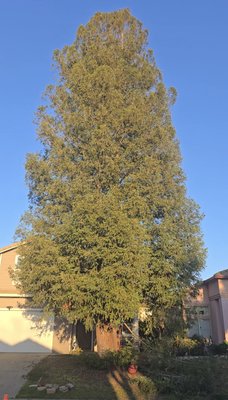Hazardous Tree from This Front Yard! - 🎯 Step 1: Assessment 

We start by inspecting the tree. This one’s leaning dangerously close to the house! 🏠 Safety first! 

🔧 Step 2: Prep the Site 

The area is cleared, and safety barriers are set up. Our team gears up with helmets, gloves, and harnesses. 🦺🪜 

✂️ Step 3: Branch by Branch 

We carefully remove the branches to lighten the load. Using ropes, we lower each piece gently to the ground. No mess, no stress! 🌿✨ 

🪓 Step 4: Cutting the Trunk 

The tree is cut into sections from top to bottom. Each piece is handled with precision to avoid damage. For smaller trees, we guide the trunk safely to the ground in one piece. 

🌳 Step 5: Stump Removal 

(Optional) Want a clean slate? We grind the stump down to make way for fresh landscaping! 🌱🌼 

🧹 Step 6: Clean-Up 

We chip and haul away all the debris, leaving the yard spotless. It’s like the tree was never there! 🌟 

💪 Your Safety Is Our Priority 

Whether it’s leaning, decayed, or just in the way, we’ve got you covered. 🌿 Ready to transform your yard? 

👉 Contact us for a free estimate today! 916-912-5761