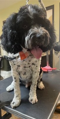 Doodle groom - This pup came in very matted.  He needed a de -matting and shave and groom.  He was not that experienced in being groomed so time was taken to make him look good while keeping it a positive experience.