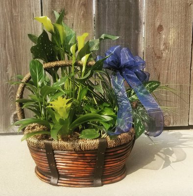 Extra Large Sympathy Basket - Extra Large Sympathy Basket Extra Large Sympathy Basket - Extra Large Sympathy Basket
