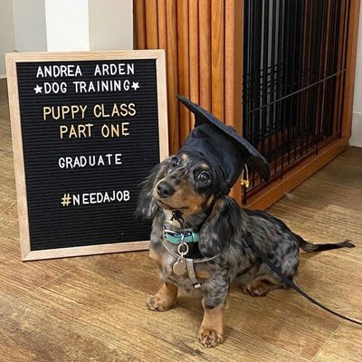 Puppy Class Graduate! - Puppy Class Part One

This course, for puppies 8-20 weeks of age, is a starting point for pups on their way to becoming well mannered and well adjusted members of the family. In this part of our Puppy Parenting Program you will learn the beginnings of fundamental obedience and manners skills like sit, down, come when called, and leash manners. Great attention is paid to house training, curbing nipping, mouthing, and jumping up, and socialization, gentling, and handling.