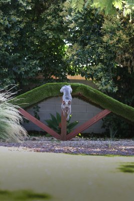 Backyard - We recently remodeled the backyard of a doggy daycare. It went from a boring outdoor space to a doggie wonderland. With multi-material landscaping, dog-friendly plants, shade, and even a play/training ramp, all these pups will enjoy their outdoor time!