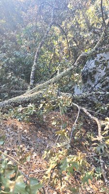 Storm Emergency Removal In Sacramento - Client called with urgency that a tree had fell and damaged her home. Storm Emergency Removal In Sacramento - Client called with urgency that a tree had fell and damaged her home.