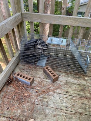 Raccoon Trapping - These two raccoons were living in someone's attic for weeks. Making themselves at home, living rent free. Customer tried the "do it yourself" method... but zero results. After trying everything he learned on YouTube, he finally gave in and called 365 Wildlife! Within two days I was able to capture and relocate these adorable coons!