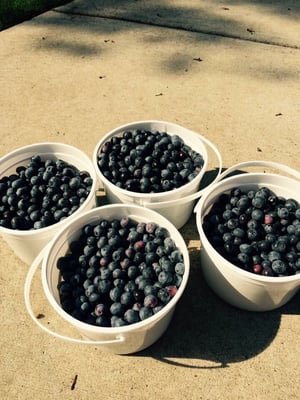 Fresh Organic Berries - O5 Farms is a family run and owned farm in Jefferson GA that specializes in growing blueberries produced without harmful pesticides or chemicals. We offer pick-your-own as well as pre-picked berries in June & July, a beautiful daisy field photo venue, a quiet rustic retreat where guests can get away from the city and enjoy a quiet farm getaway experience and other events throughout the year.
