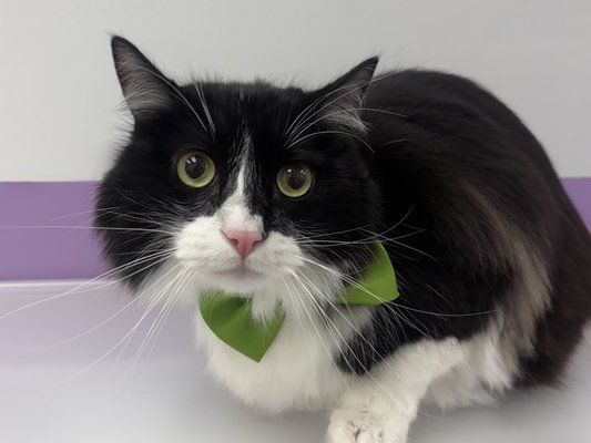 Cat Bath + Brush - Cat bathing includes conditioning shampoo, blow dry, brush out, nail trim, ear cleaning, sanitary trim, and paw pad trim. Cat Bath + Brush - Cat bathing includes conditioning shampoo, blow dry, brush out, nail trim, ear cleaning, sanitary trim, and paw pad trim.