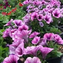Don't leave Mom Hanging for Mother's Day! - Stop by today and check out our hanging baskets for Mother's Day! Choose your basket and we will take care of it until you are ready to pick it up! Don't leave Mom Hanging for Mother's Day! - Stop by today and check out our hanging baskets for Mother's Day! Choose your basket and we will take care of it until you are ready to pick it up!